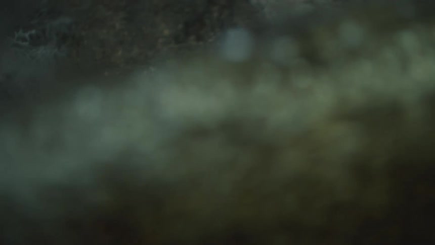 An underwater view of river water in a forest