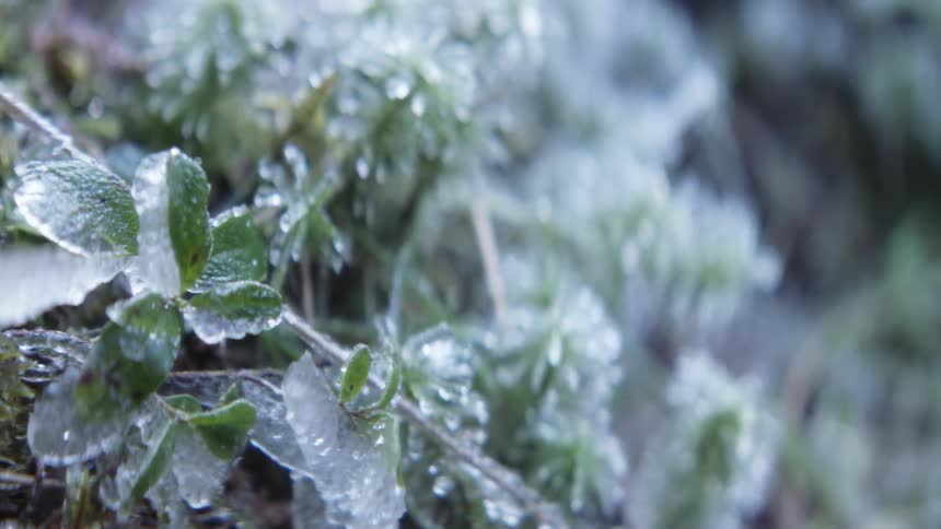 Icicles on plant leaves outdoors in a forest during the day