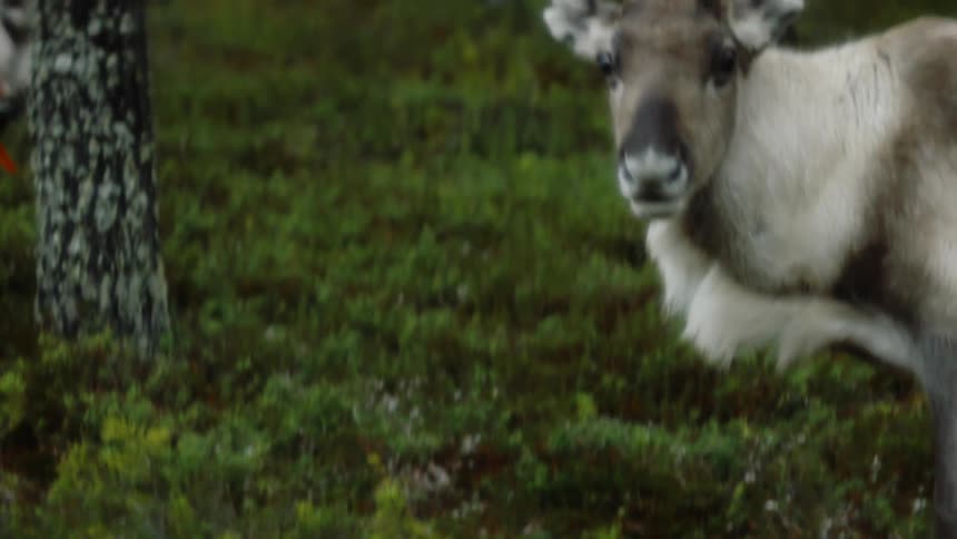Elk eats the grass in the forest as another elk walks behind him