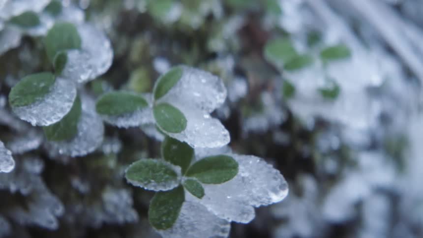 Frost and ice cover the small leaves off a bush during the day