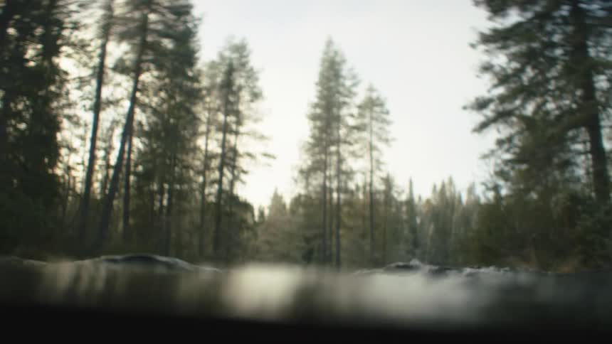 River water flowing through pine trees in a forest in the daytime