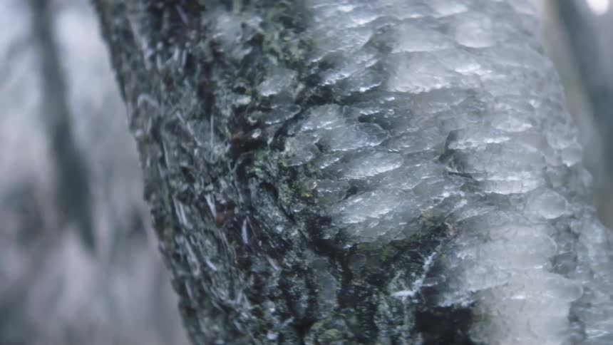 Ice crystals on tree bark
