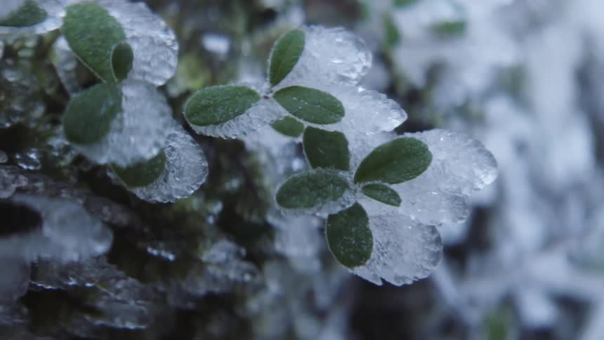 Plants with leaves frozen in ice