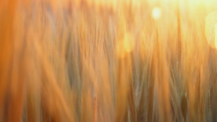 A grassy field with sunlight in the background