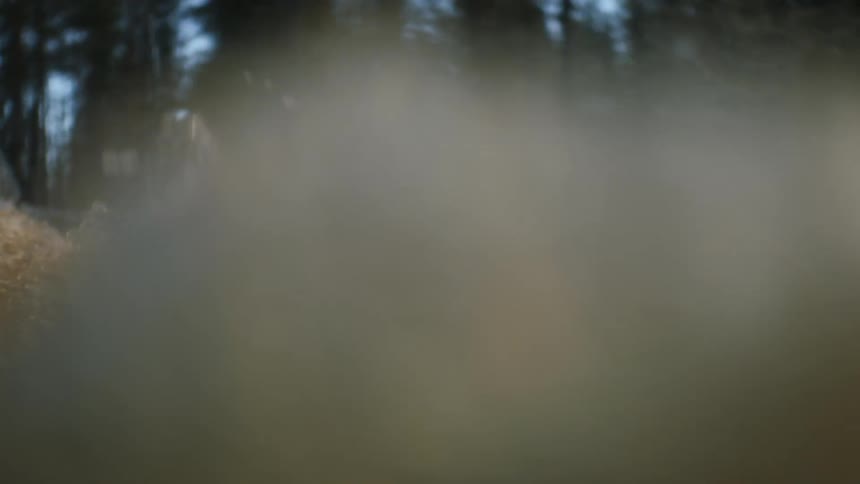 A view of a forest from in a river