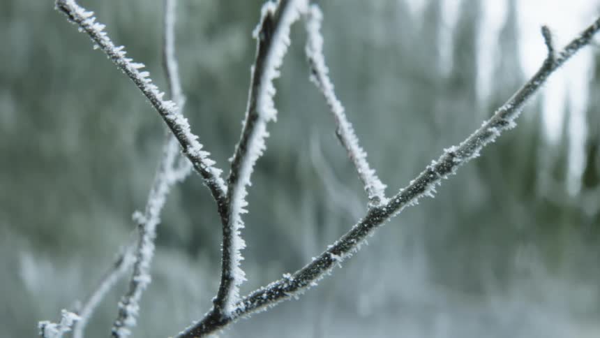 A tree with branches covered in frost which frees the sky and clouds in the background