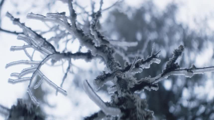 Ice crusts leafless branches on tree under pale sky