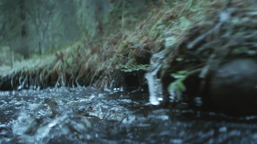 The stream is moving fast past the shore