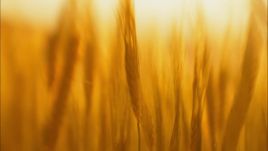 Sunlight shines through wheat blowing in gentle wind