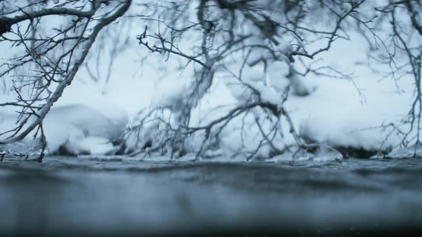 River water flowing by snowy tree branches in winter