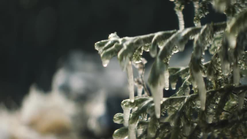 A tree with icicles with a river water and rocks in the background