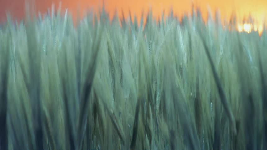 Green blades of grass waving in the wind under a yellow rising light