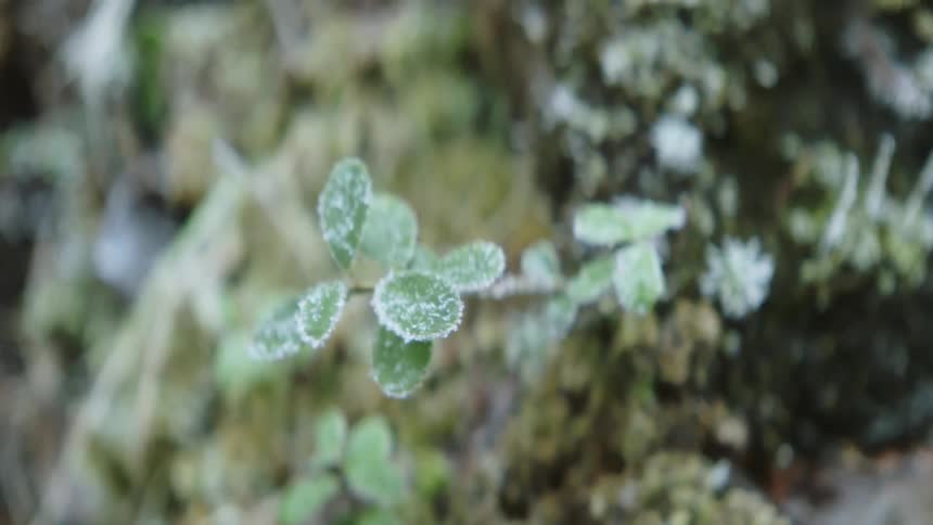 Vegetation growing on the ground in nature
