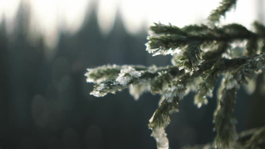Ice crystals on an evergreen branch shimmer in the sunshine with a tree line behind