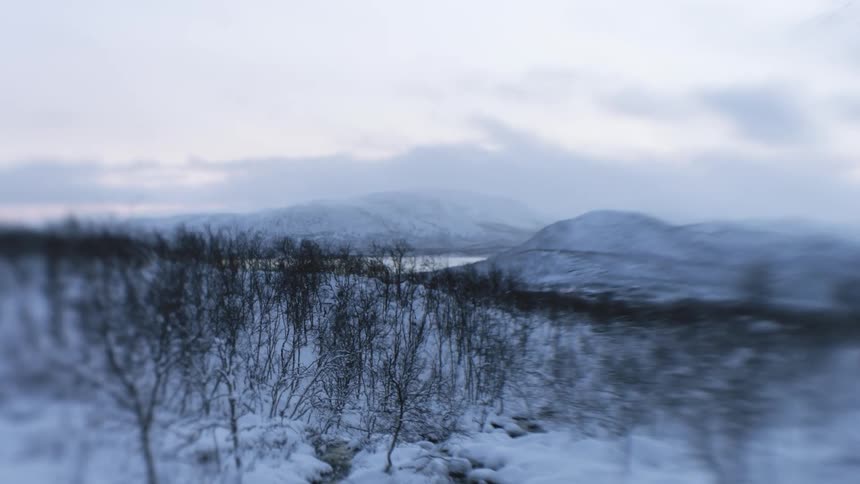 Out of focus shot of bushes on a snow covered landscape at evening
