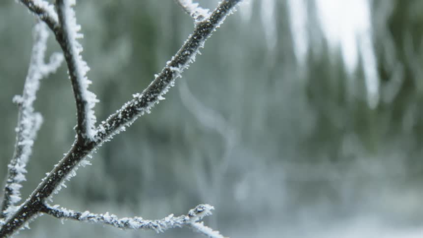 Ice covers small branches in forest under pale sky