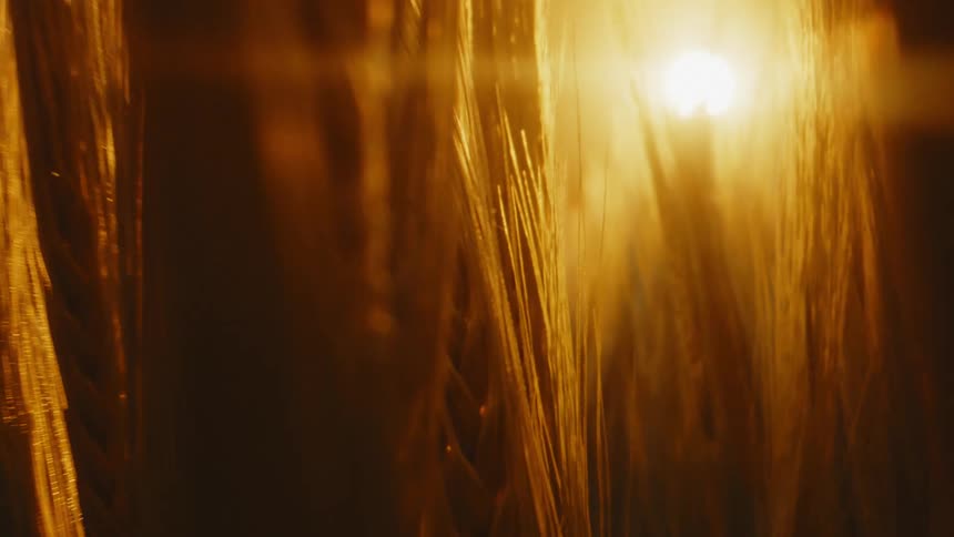 Close up of wheat on a farm field as the sun shines down on it
