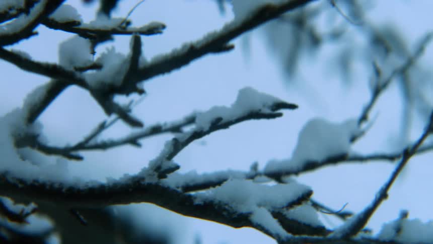 The branch is covered in snow