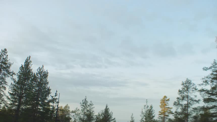 Forest trees against the sky at dusk