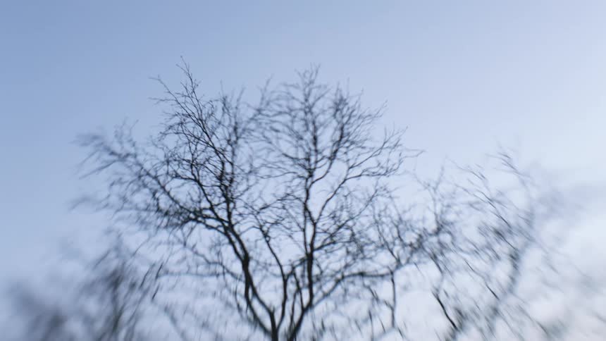 The trees are barren in the forest