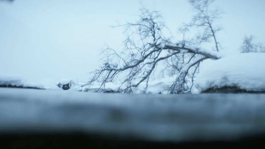 Dead tree hanging over the snow covered riverbank at winter