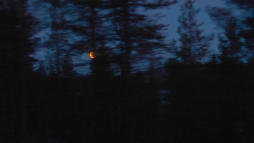 The moon glowing behind silhouetted pine trees in a forest at night