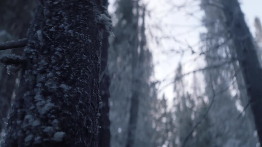 A forest with trees with ice and snow with the sky and clouds in the background