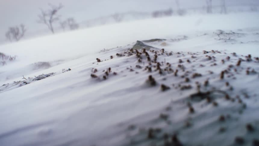 The wind blows snow across a field covered in snow during the day