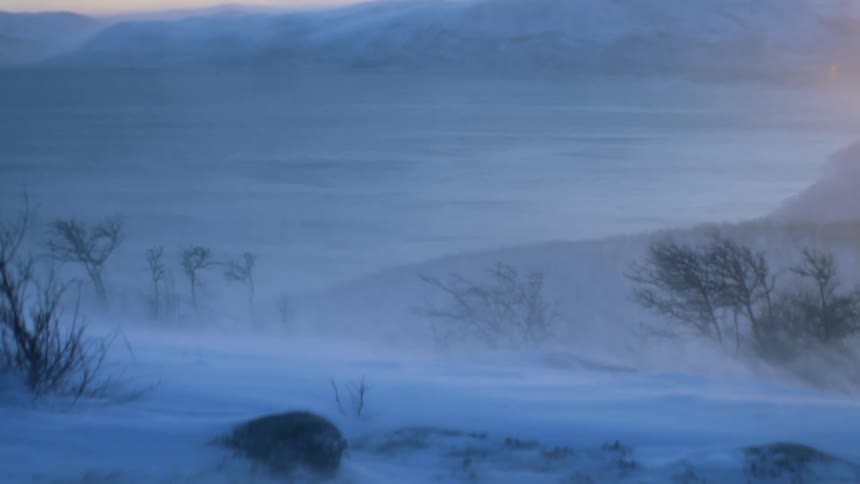 Trees bend in the fierce wind as it blows snow across a snowy field