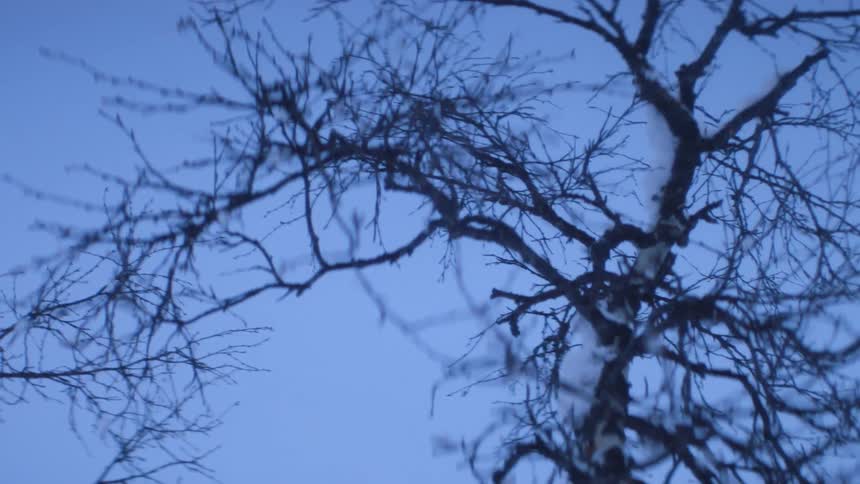 A tree with no leaves and snow on its trunk in a forest during the day