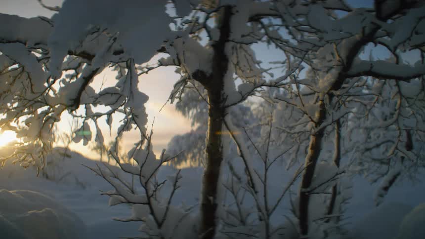Snow covers the bare branches of a small tree during the day