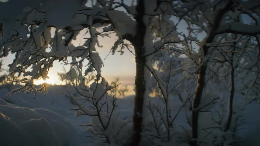 A number of plants are coated in snow as the sun is low in the sky