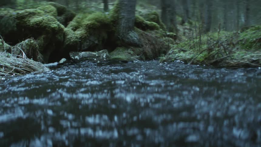Calm water flowing on a stream through the forest