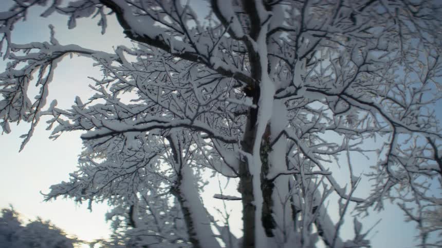 A snow covered tree in a forest