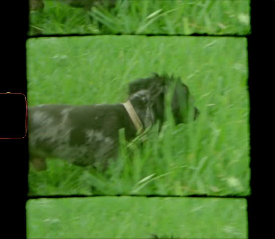 Two dogs play on the long green grass