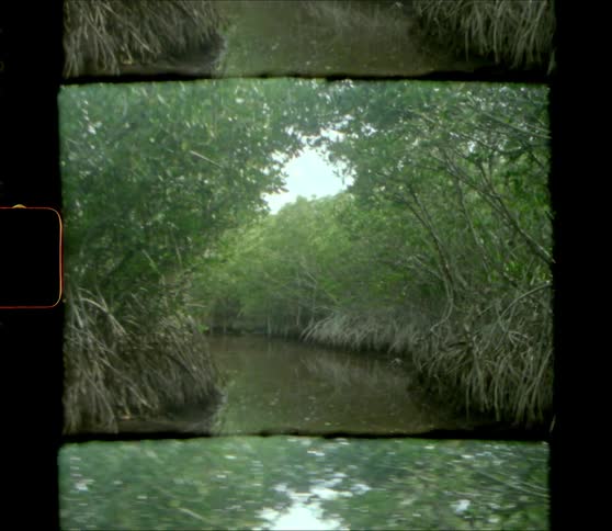 Tree branches and leaves overhang the winding river