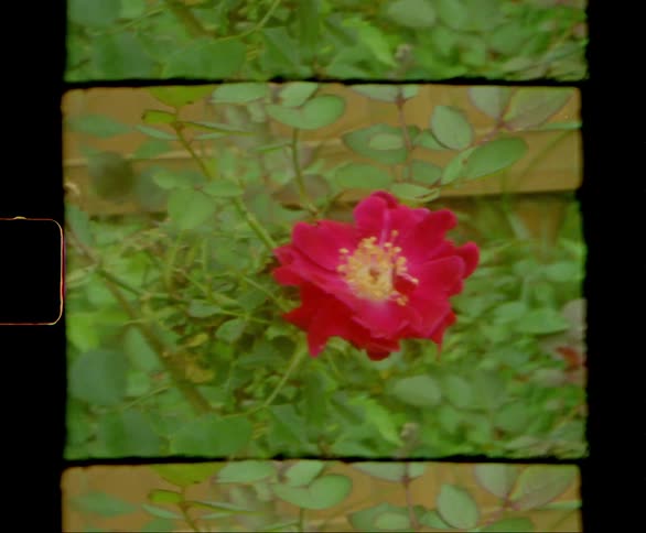 Red rose on bush sways in breeze in garden near wall