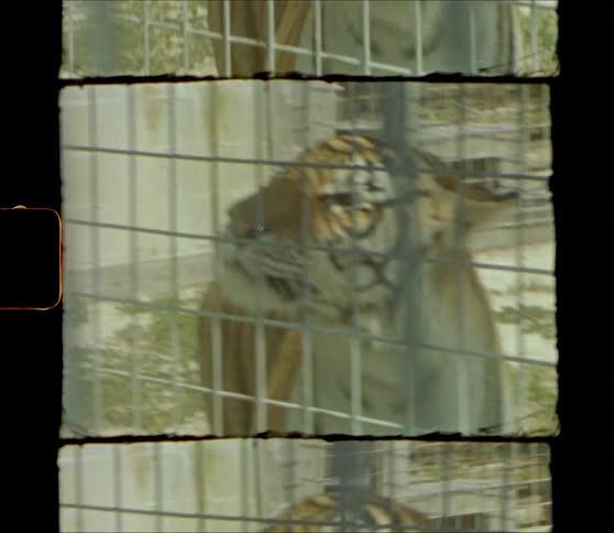 A tiger sniffs the air while in a cage outdoors during the day