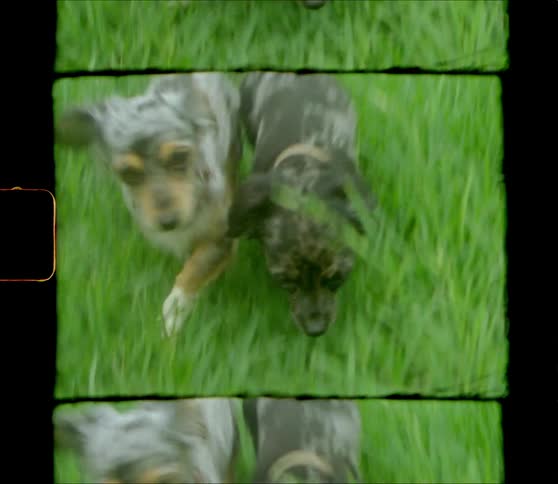 Two small dogs walking over a grassy lawn in summer