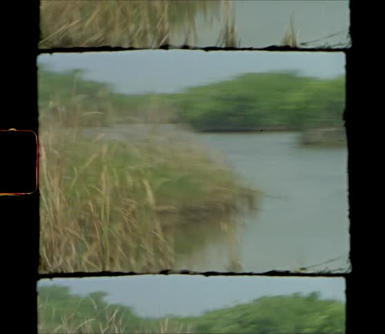 A river with grass and plants with the sky and clouds in the background