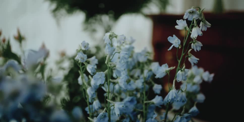 Tall white flowers and a potted plant