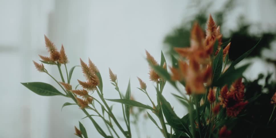 Flowers blossoming