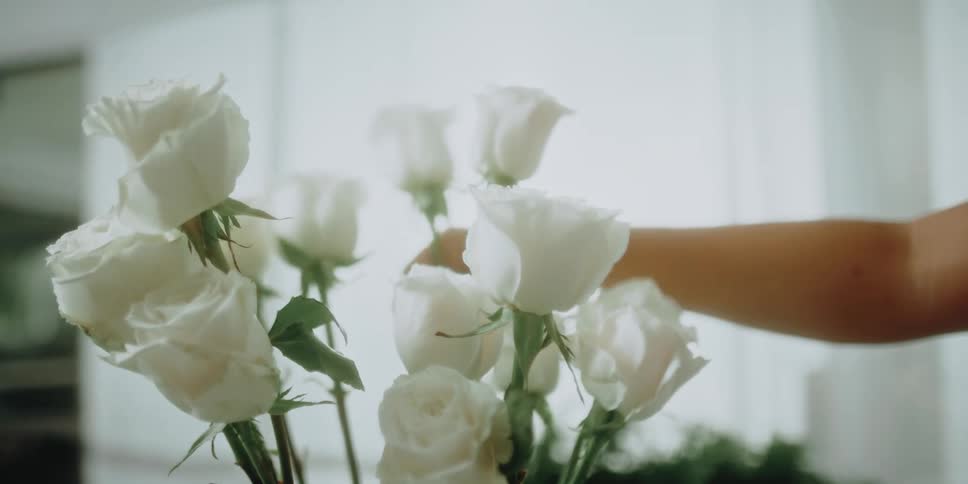 Woman arranging white roses in a flower pot