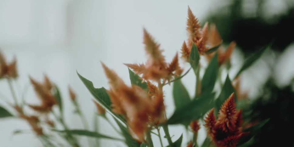 Orange celosia flower blossoms on a garden at daytime