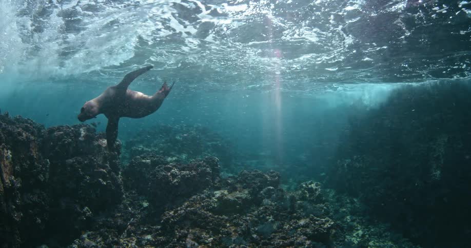 Sea lions are swimming under the water during daylight