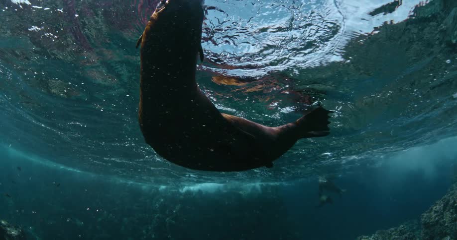 A seal swims near the surface and dives down