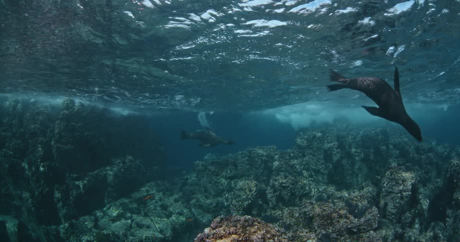 Sea lions swim near the surface of the ocean