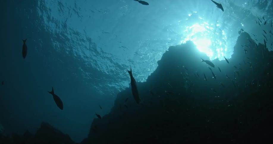 A school of fish swim in the dark water