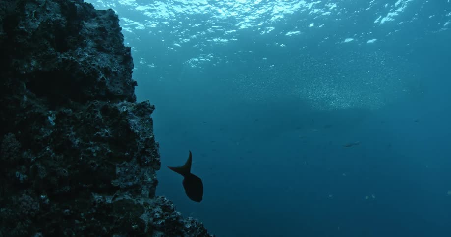 Fish swimming near a large rock