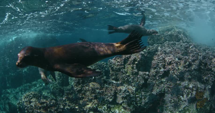 Group of seals swim in the ocean
